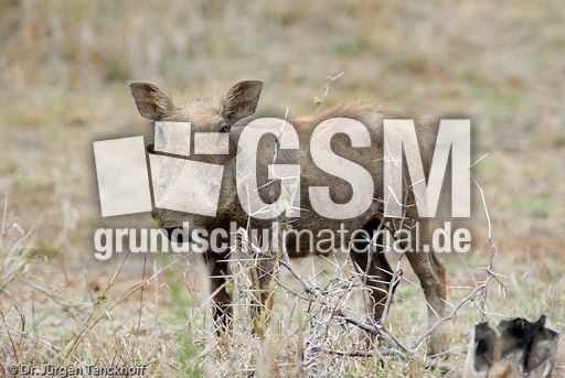 Warzenschwein (19 von 26).jpg